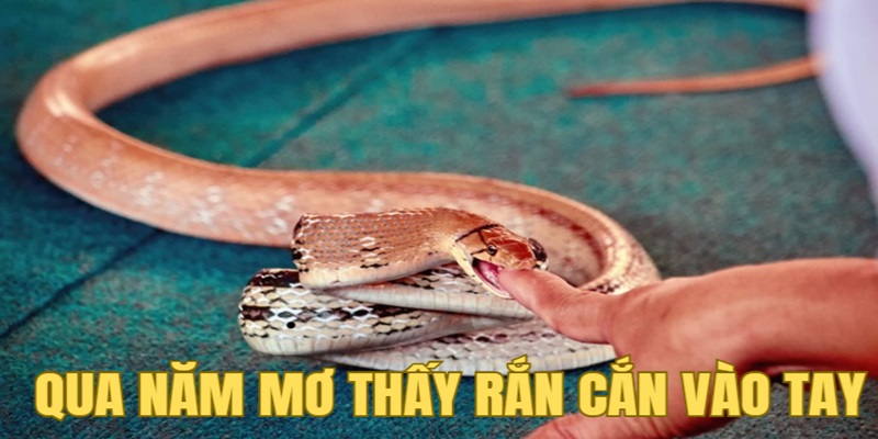 Qua năm mơ thấy con rắn cắn vào tay Qua năm mơ thấy con rắn cắn vào tay