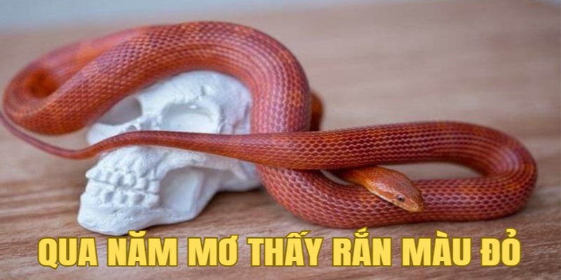 Qua năm mơ thấy con rắn màu đỏ đánh con gì dễ trúng? Qua năm mơ thấy con rắn màu đỏ đánh con gì dễ trúng?